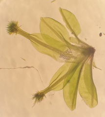 Calymperes palisotii