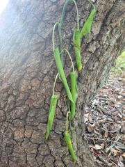 Dolichandra unguis-cati