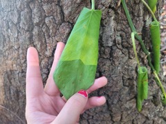 Dolichandra unguis-cati