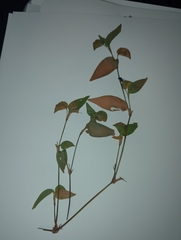 Tradescantia fluminensis