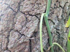 Dolichandra unguis-cati