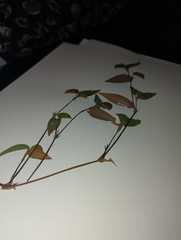 Tradescantia fluminensis