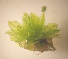 Calymperes palisotii