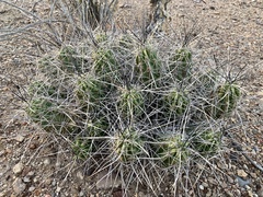 Echinocereus enneacanthus enneacanthus