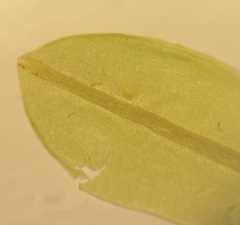 Calymperes palisotii