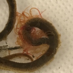 Cirratulus grandis