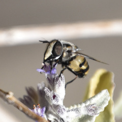 Copestylum fornax