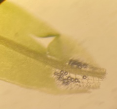 Calymperes palisotii