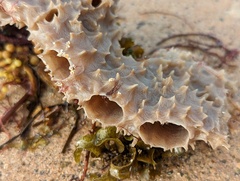 Callyspongia aculeata