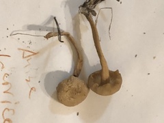 Clitocybe deceptiva