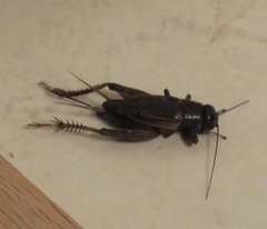 Gryllus texensis