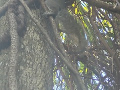 Sciurus carolinensis