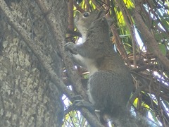 Sciurus carolinensis