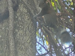Sciurus carolinensis