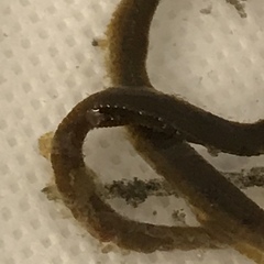 Cirratulus grandis