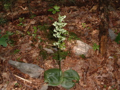 Platanthera orbiculata