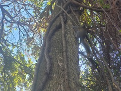 Sciurus carolinensis