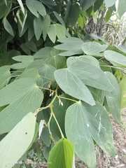Bauhinia monandra