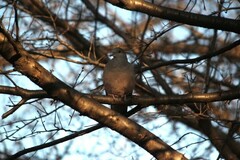 Streptopelia orientalis