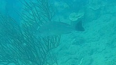 Lutjanus lemniscatus