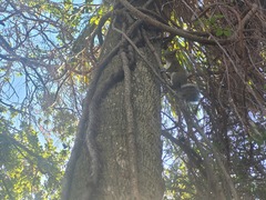 Sciurus carolinensis