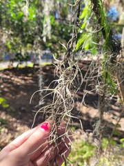 Tillandsia usneoides
