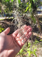 Tillandsia usneoides