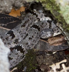 Crotalus lepidus