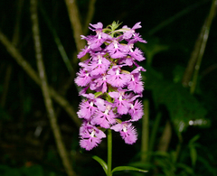 Platanthera grandiflora