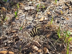 Heliconius charithonia
