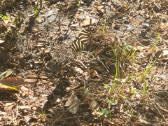 Heliconius charithonia