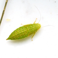 Rugosana