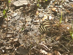 Heliconius charithonia