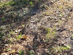 Heliconius charithonia