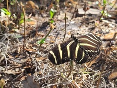 Heliconius charithonia