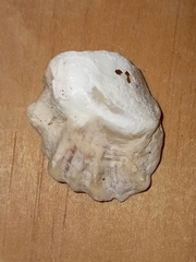Plicatula gibbosa