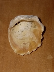 Plicatula gibbosa