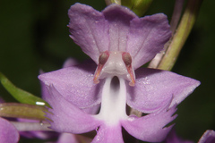 Platanthera grandiflora