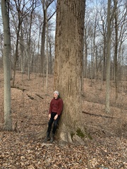 Liriodendron tulipifera
