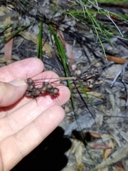 Haemodorum austroqueenslandicum