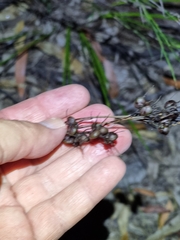 Haemodorum austroqueenslandicum