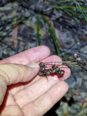 Haemodorum austroqueenslandicum