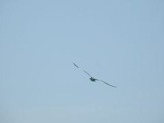 Thalasseus maximus