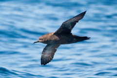 Sooty Shearwater photo 5