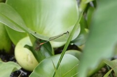 Agriocnemis gratiosa