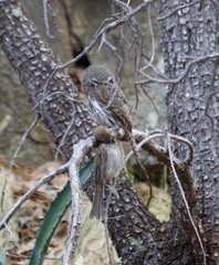 Glaucidium gnoma
