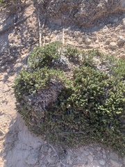 Linanthus caespitosus