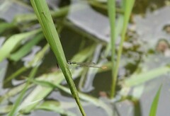 Agriocnemis gratiosa