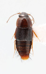 Habrocerus capillaricornis