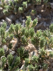 Linanthus caespitosus